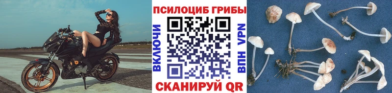 Псилоцибиновые грибы мухоморы  как найти наркотики  OMG ССЫЛКА  Бердск 